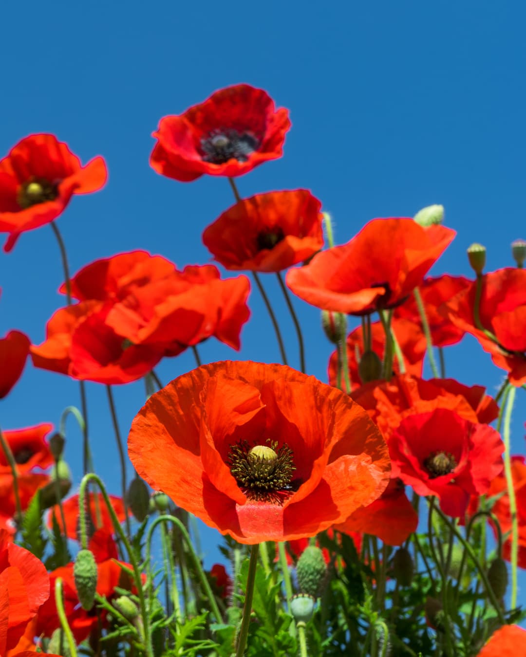 Hydrolat de coquelicot : l’ingrédient rare et précieux en cosmétiques