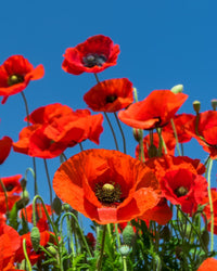 Hydrolat de coquelicot : l’ingrédient rare et précieux en cosmétiques